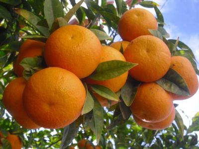 Oranges_in_the_tree