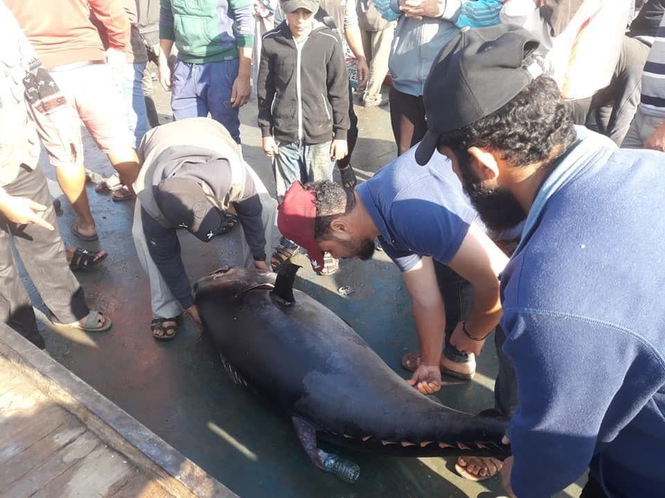 اصطياد سمكة ضخمة تزن "160" كغم قبالة سواحل غزة
