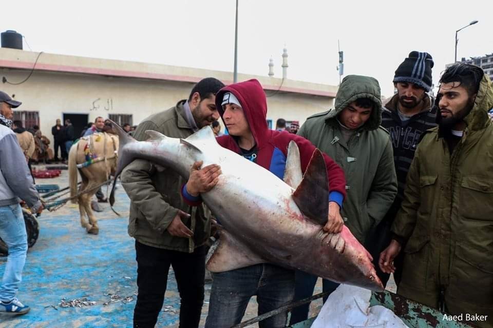 شاهد: أسماك القرش في سوق غزة