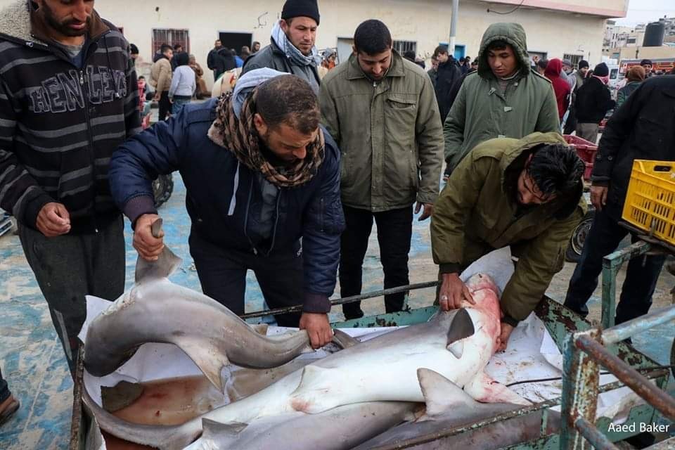 شاهد: أسماك القرش في سوق غزة