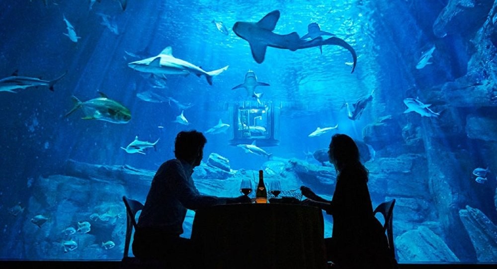 بالفيديو والصور: استمتع بقضاء ليلة مع أسماك القرش
