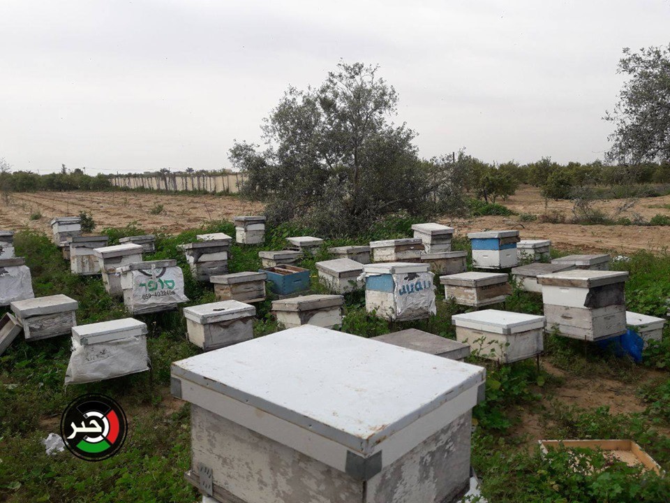 بالفيديو والصور: موسم جني العسل من الحدود الشرقية لخانيونس جنوب قطاع غزّة