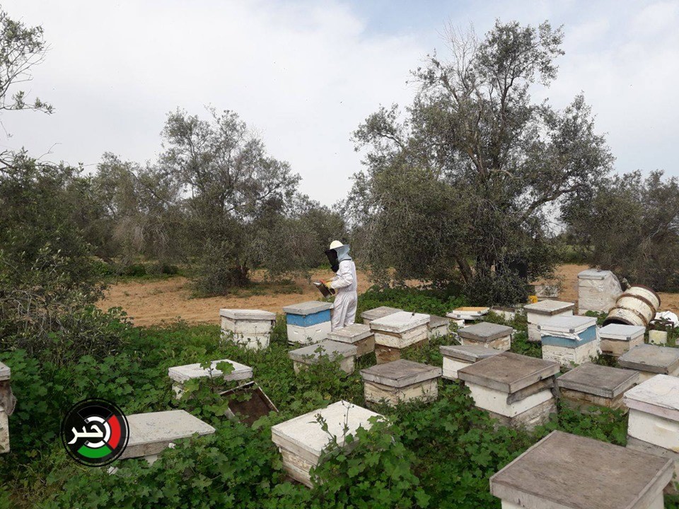بالفيديو والصور: موسم جني العسل من الحدود الشرقية لخانيونس جنوب قطاع غزّة