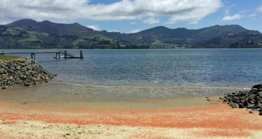 بالصور: شواطئ "نيوزيلندا" تتحول إلى "الأحمر الدموي" في مشهد لا يصدق