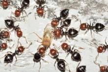 شاهدوا: "ملل كورونا" يقود لحملة "مجنونة".. ما قصة غزو النمل لفيسبوك؟