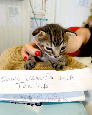 شاهدوا: ضجة بعد نجاح "قطة تونسية" بالهجرة إلى "إيطاليا" والسلطات تضعها في الحجر!