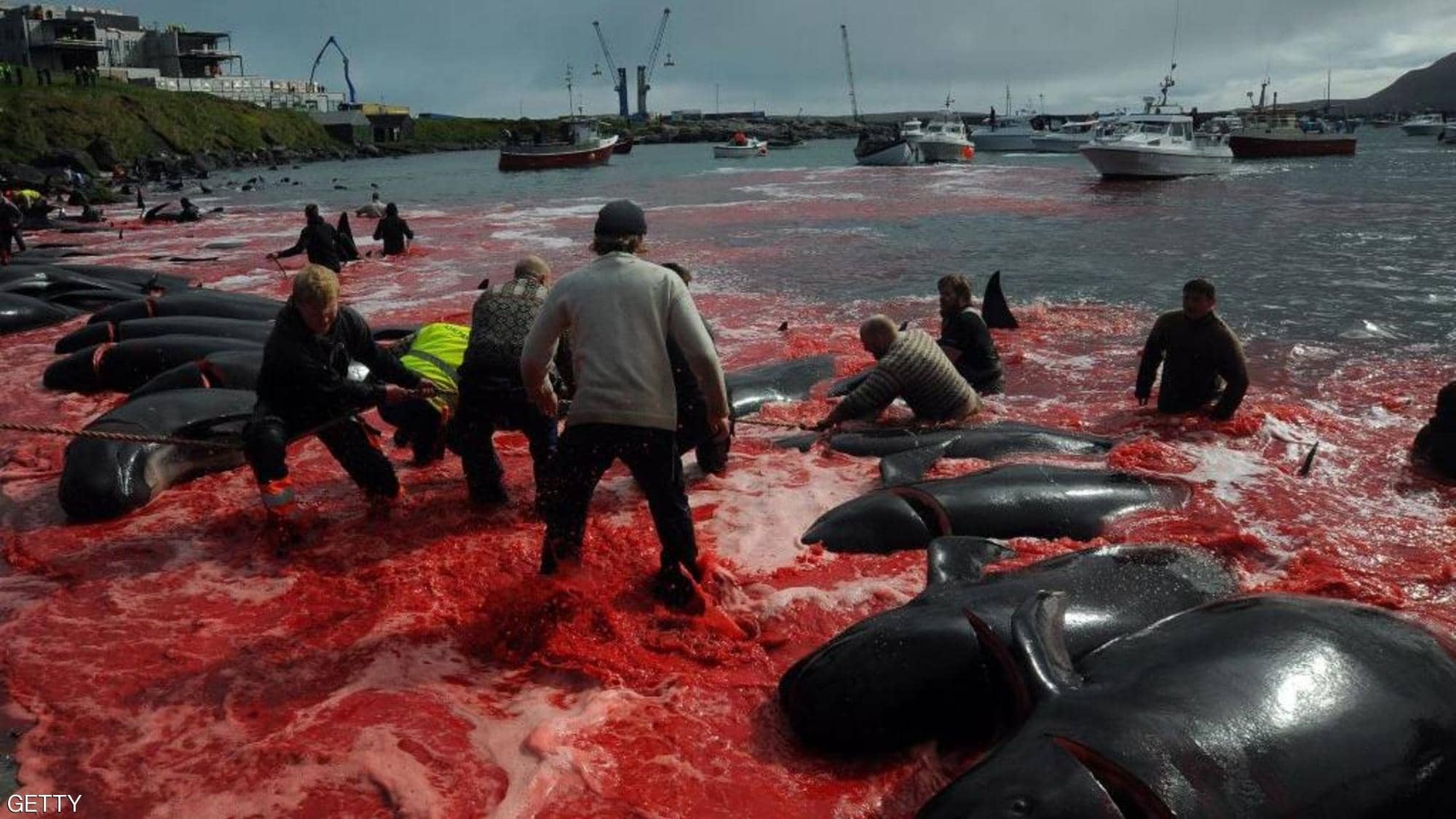 شاهدوا: مذبحة في "البحر" عودة موسم "نحر الحيتان"