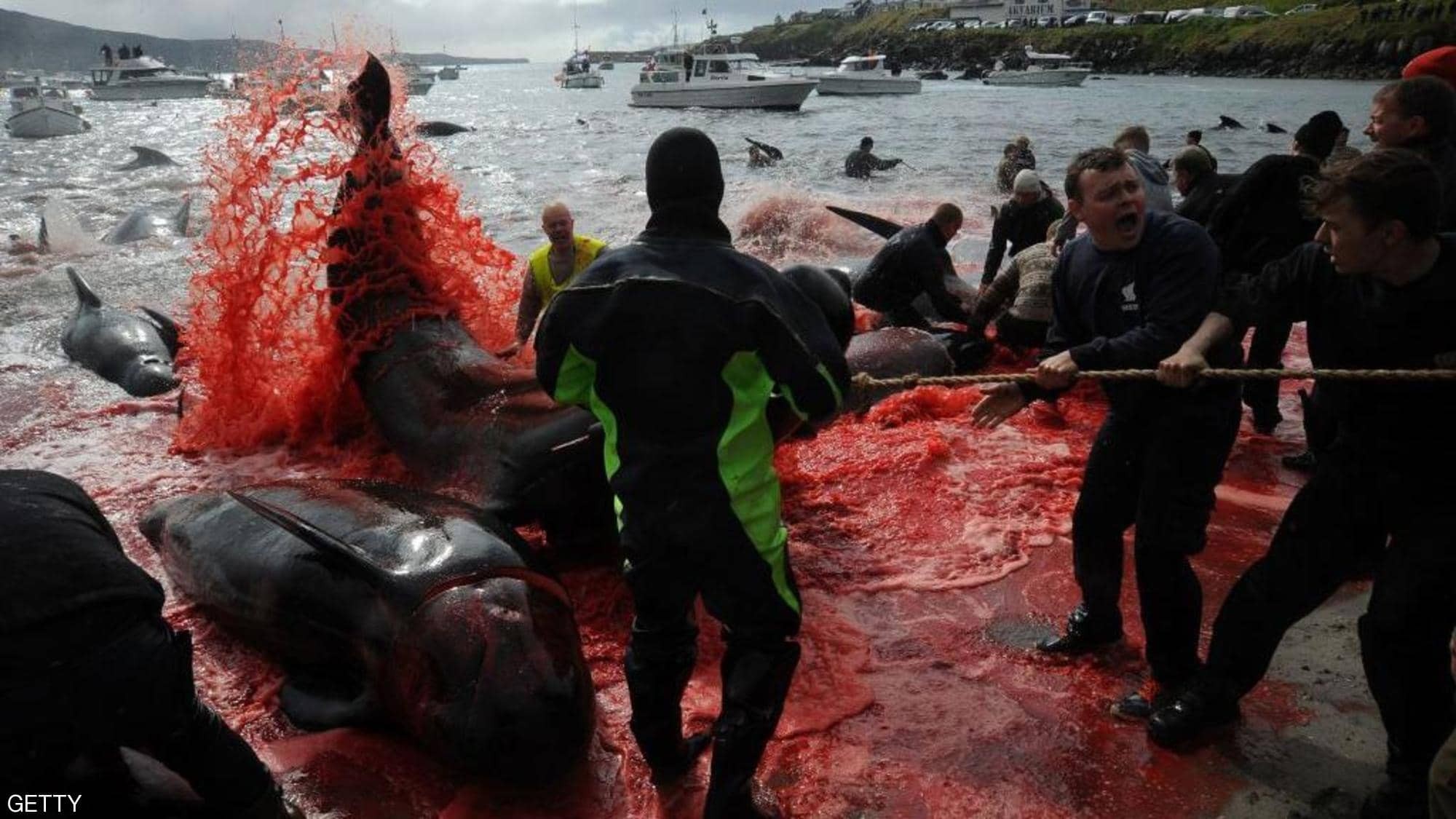 شاهدوا: مذبحة في "البحر" عودة موسم "نحر الحيتان"
