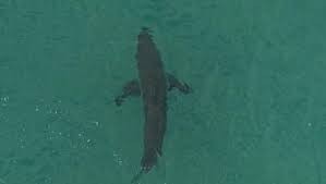 شاهدوا: سمكة تقتل "صيادا" شمال أستراليا