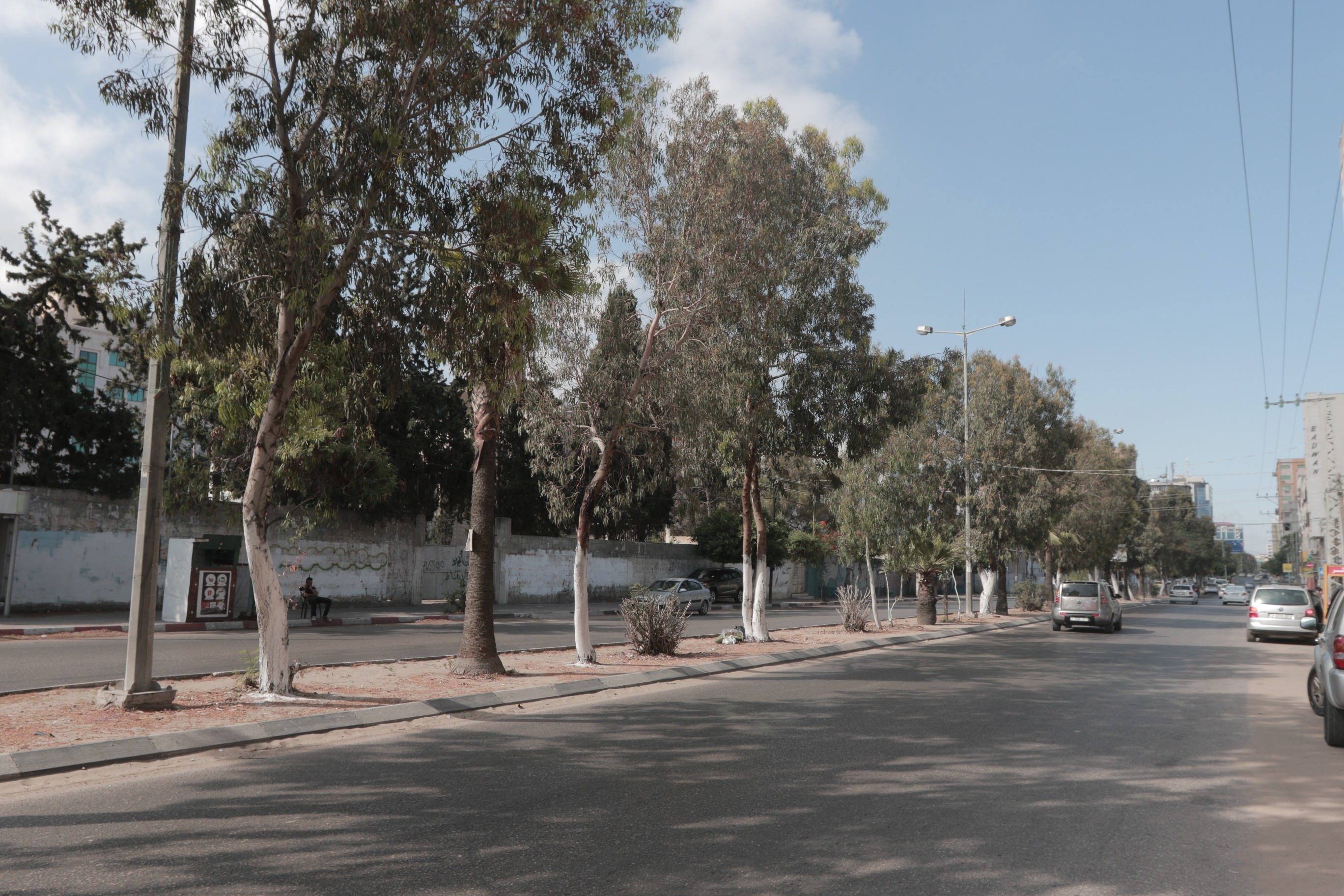 بالصور: بلدية غزة تقلّم الأشجار في الحدائق والشوارع
