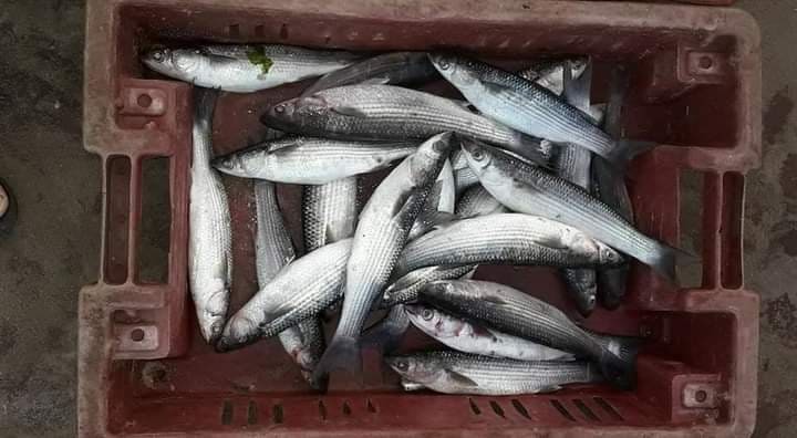 بالصور: صيادو غزة يصطادون كميات وفيرة من الأسماك