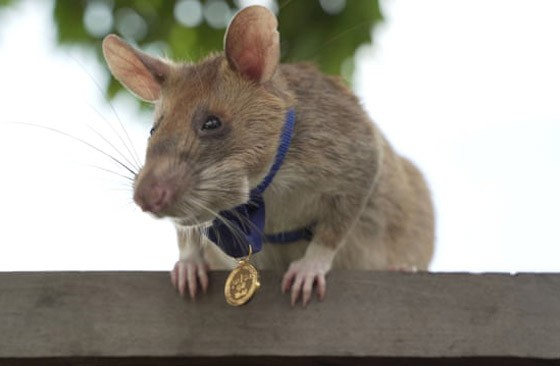 بالفيديو: مؤسسة تمنح "فأرا" ميدالية ذهبية.. فما قصته؟