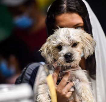 شاهدوا: افتتاح أول مقهى لـ"عشاق الكلاب" بالسعودية