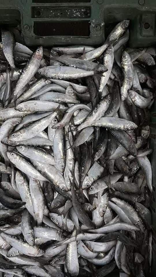 بالصور: صيادو غزة يصطادون كميات وفيرة من الأسماك