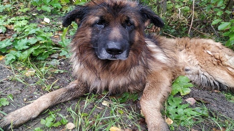 شاهدوا: كلب روسي دفنته "صاحبته" حيا في غابة فعاد إليها