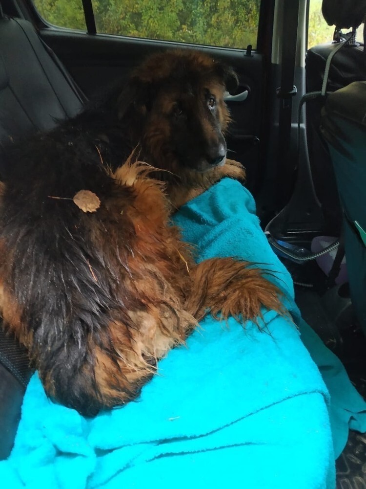 شاهدوا: كلب روسي دفنته "صاحبته" حيا في غابة فعاد إليها