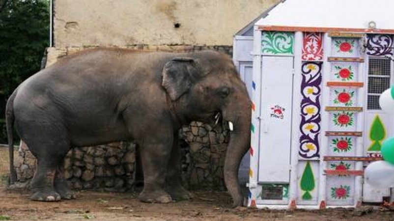 بالصور: نقل "الفيل الحزين" لدولة جديدة.. و200 كيلوغرام لإطعامه