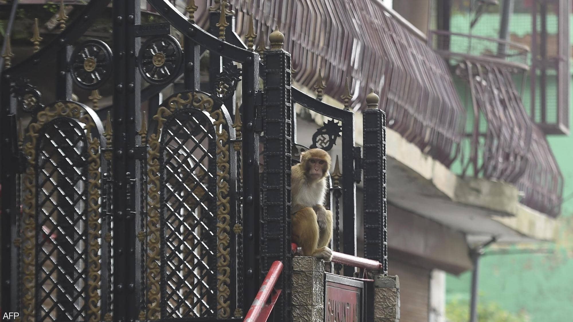 شاهد: بالآلاف.. القردة "تحتل" مدينة هندية وتعيث فيها فسادا