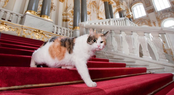 50201-173-153947-french-doctor-bequest-cats-hermitage-museum-2 (1).jpeg