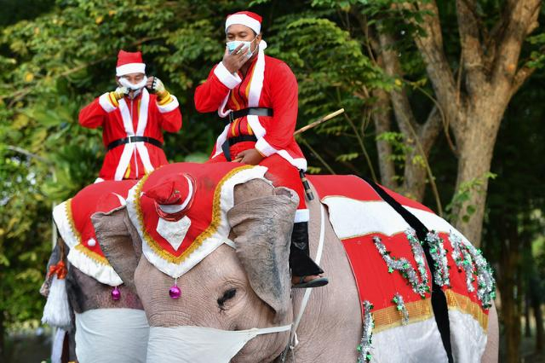 133-231048-elephants-distribute-christmas-gifts-thailand-2.png