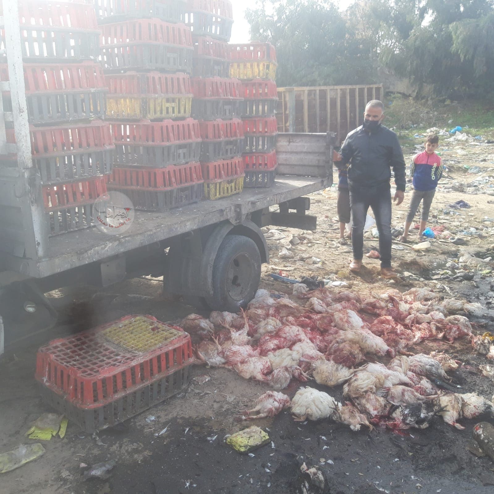 بالصور: إتلاف 220 دجاجة غير صالحة للاستهلاك الأدمي وسط قطاع غزة