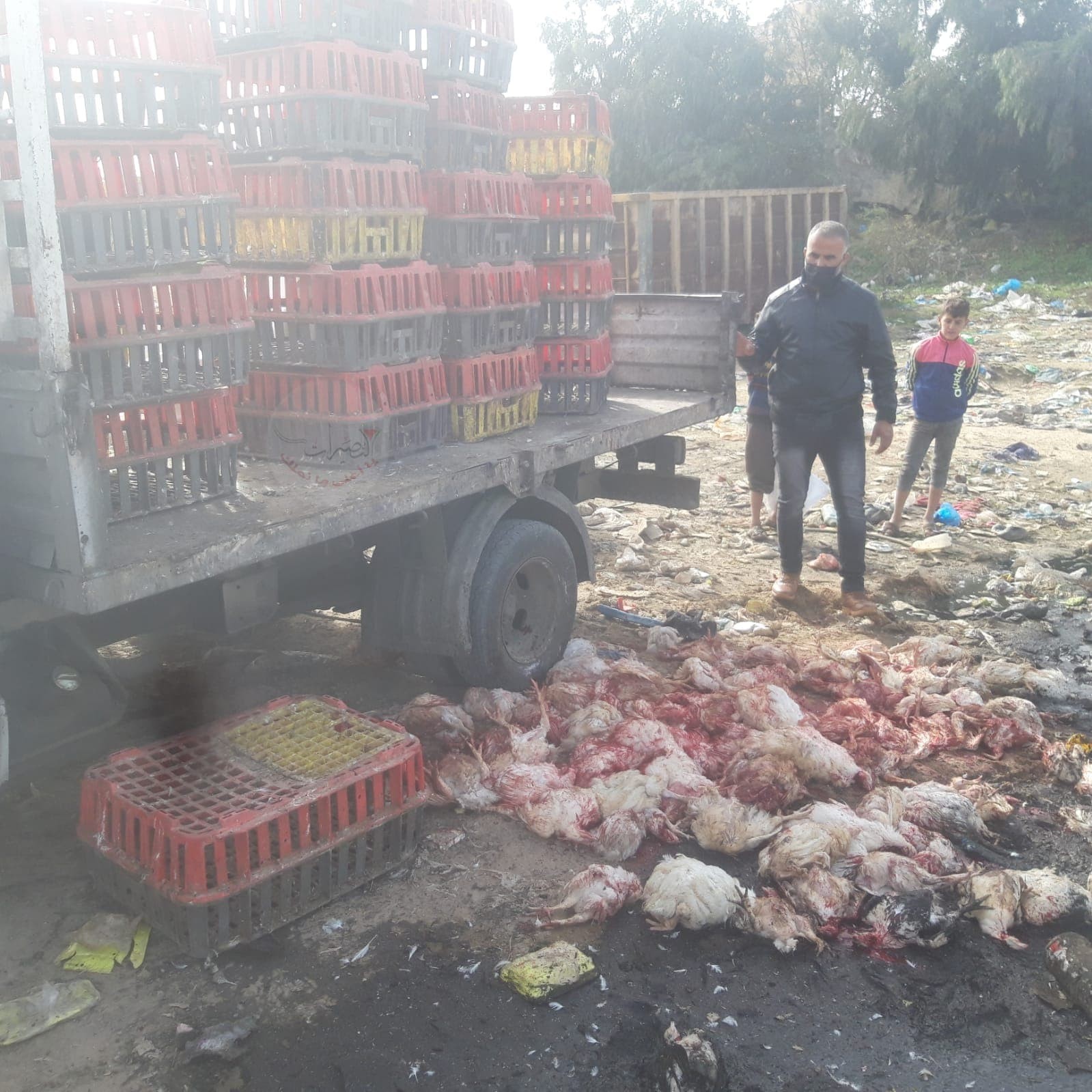 بالصور: إتلاف 220 دجاجة غير صالحة للاستهلاك الأدمي وسط قطاع غزة
