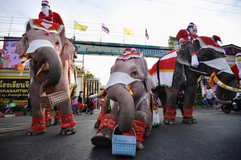 133-231048-elephants-distribute-christmas-gifts-thailand-3.jpeg