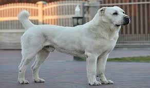 شاهدوا | عطلة وطنية في "تركمانستان" تكريما لسلالة كلاب ألاباي