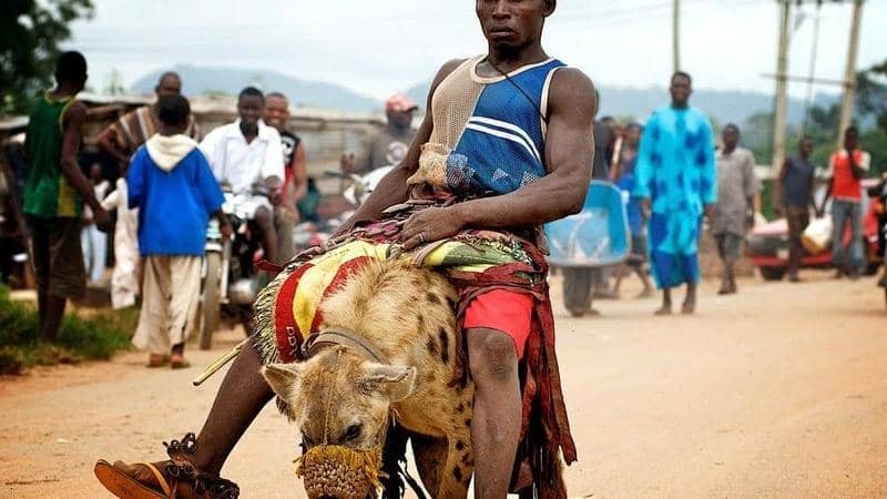 بالصور | قصة علاقة مع أشرس حيوان لـ"رجال الضباع" في نيجيريا