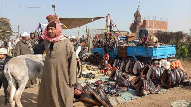شاهدوا | سوق الحمير في "مصر" البيع والشراء بعقود وخبراء تثمين