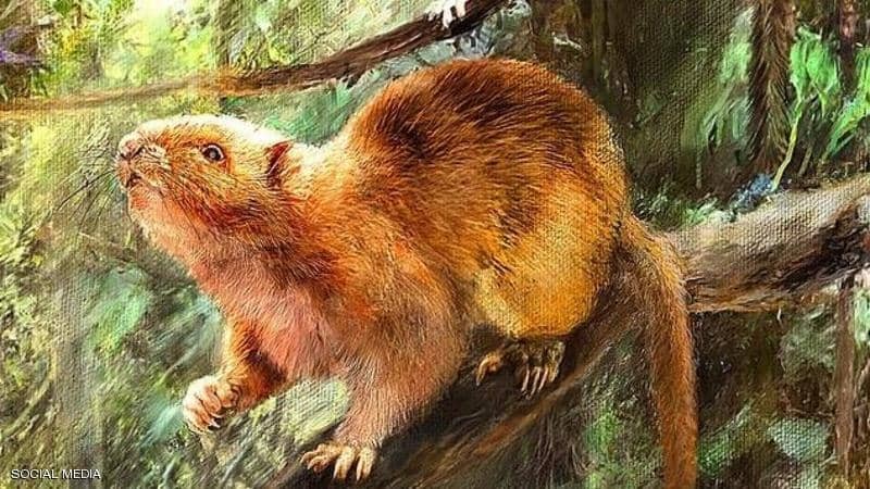 شاهدوا | اكتشاف 3 أنواع من "الفئران العملاقة" هل كانت طعاما للإنسان؟