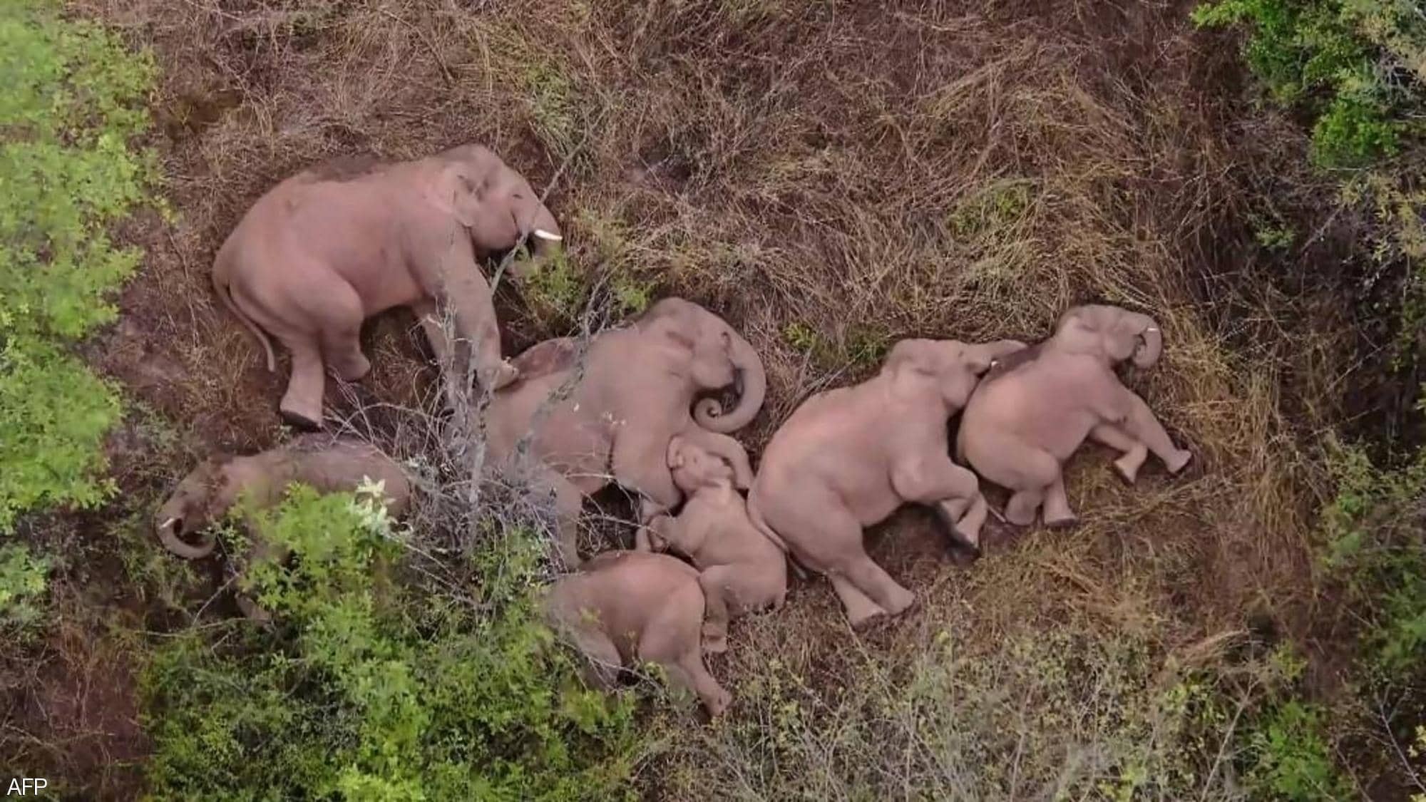 بالفيديو | لقطيع فيلة يشعل مواقع التواصل.. ما القصة؟