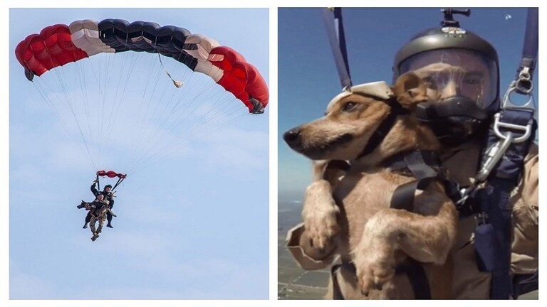 شاهدوا | الكلاب العسكرية الروسية تقفز بمظلات من ارتفاع 4000 متر