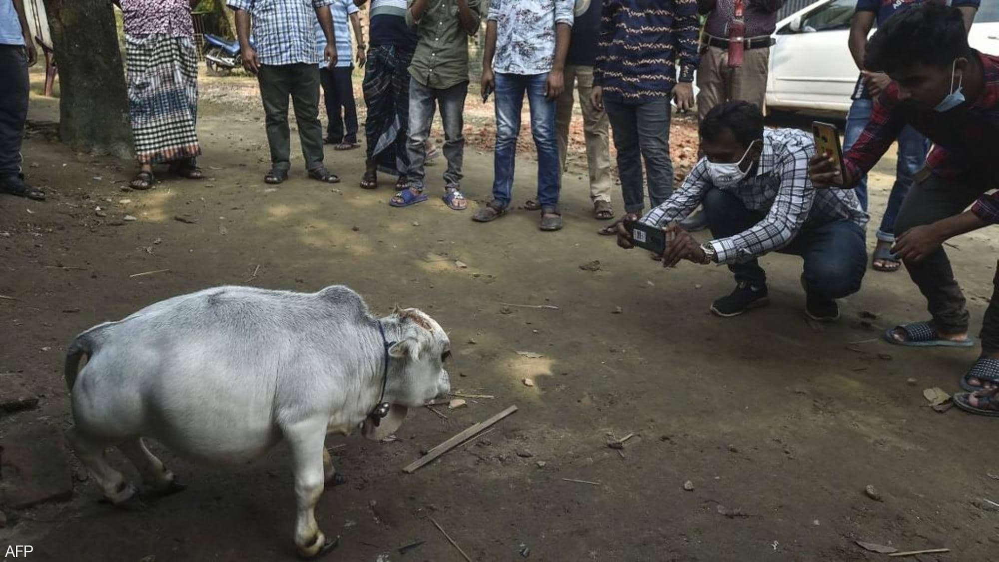 بالفيديو والصور |  الآلاف يخرقون إجراءات كورونا لرؤية "البقرة المعجزة"