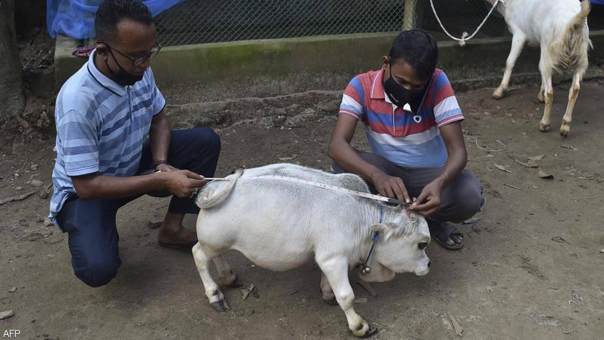 بالفيديو والصور |  الآلاف يخرقون إجراءات كورونا لرؤية "البقرة المعجزة"