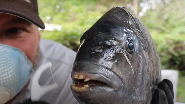 شاهدوا | أمريكي يصطاد سمكة "بأسنان بشرية" في كارولينا الشمالية