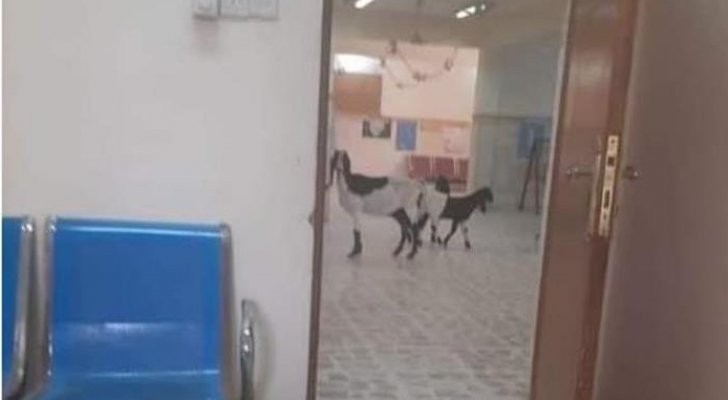 الصحة الأردنية تكشف حقيقة وجود ماعز في أحد المستشفيات الحكومية