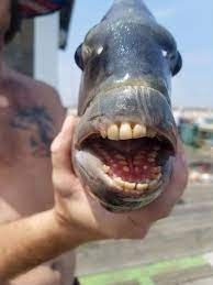 شاهدوا | أمريكي يصطاد سمكة "بأسنان بشرية" في كارولينا الشمالية