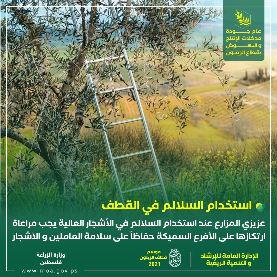 زراعة غزة تنشر نصائح وتوجيهات مهمة بشأن موسم قطف الزيتون