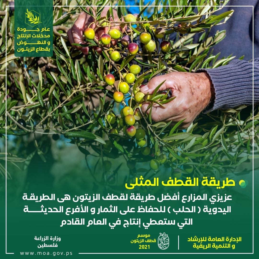 زراعة غزة تنشر نصائح وتوجيهات مهمة بشأن موسم قطف الزيتون