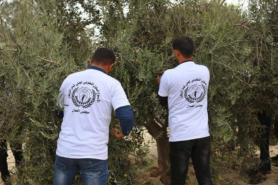 غزة: مجلس العمال بـ"فتح" يُطلق فعالية إسنادية لقطاع المزارعين