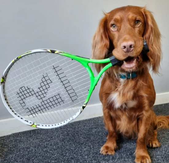  كلب يمارس لعبة التنس والرسم TmrUH
