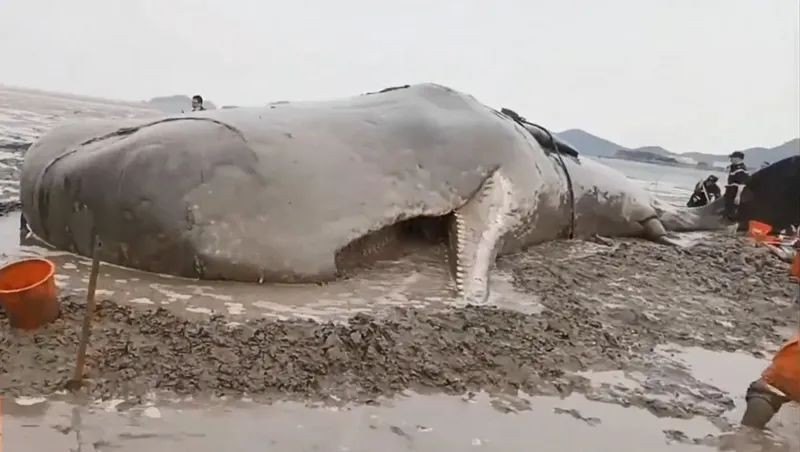 شاهد: إنقاذ حوت العنبر العالق في ساحل صيني