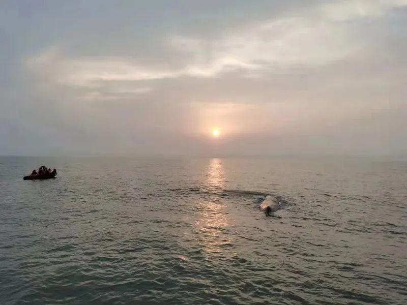 شاهد: إنقاذ حوت العنبر العالق في ساحل صيني