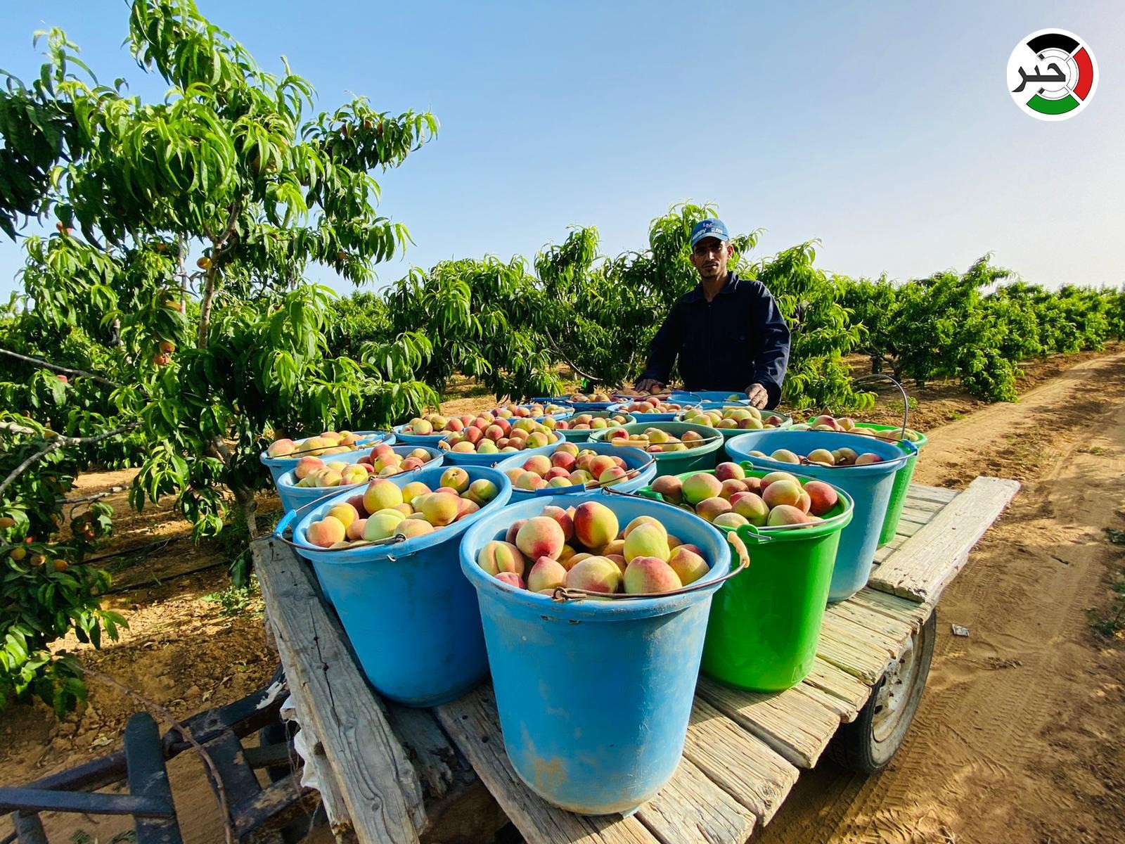 بالفيديو والصور: بدء موسم جني ثمار فاكهة "الخوخ" في قطاع غزّة