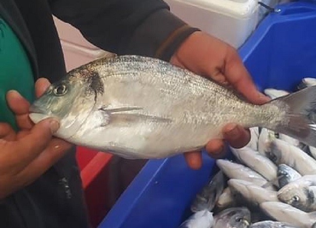 بالصور: الزراعة برام الله تعلن نجاح أول تجربة لاستزراع الأسماك في عرض البحر
