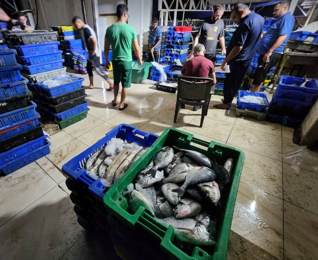 استئناف تصدير أسماك غزة إلى أسواق الضفة